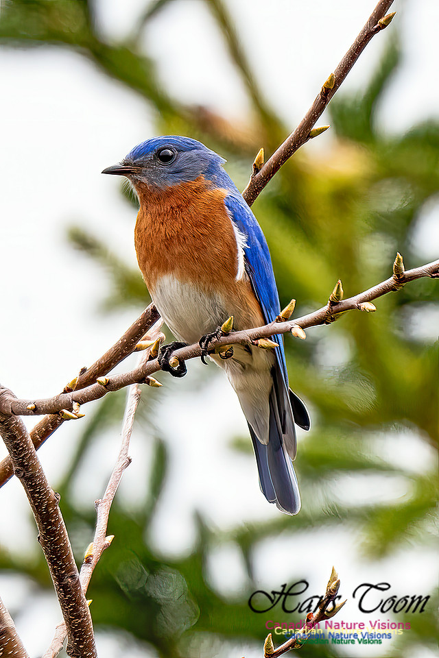 Eastern Bluebird 205