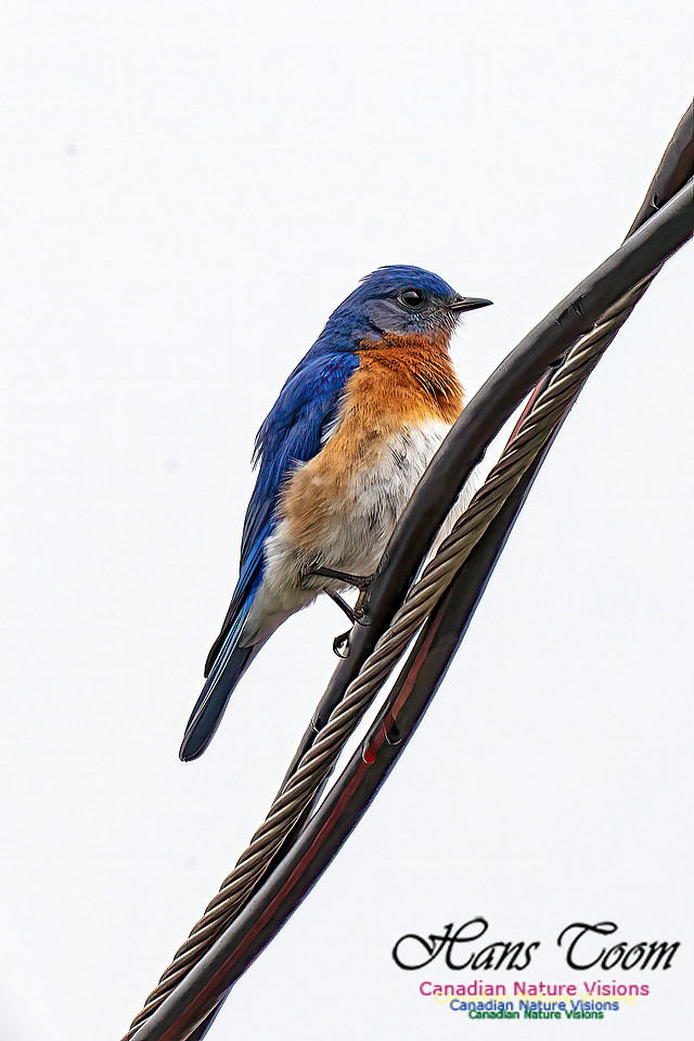 Eastern Bluebird 203