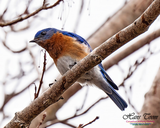 Eastern Bluebird 200