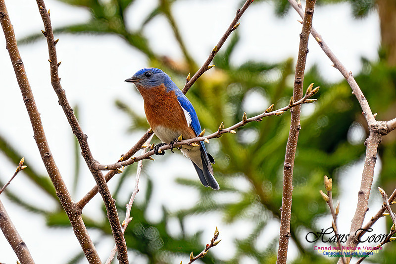 Eastern Bluebird 206