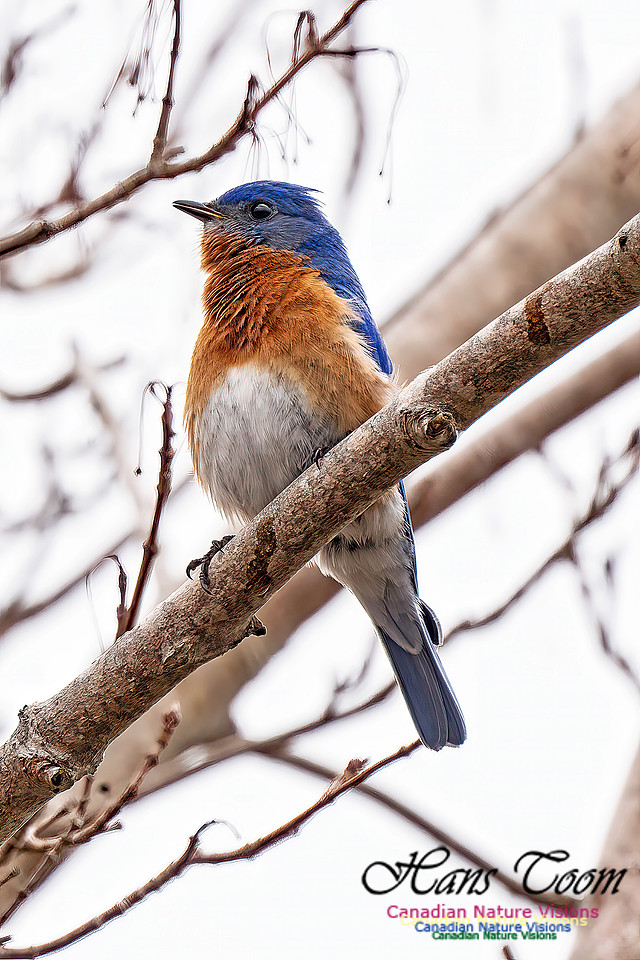 Eastern Bluebird 201