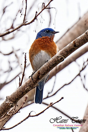Eastern Bluebird 202