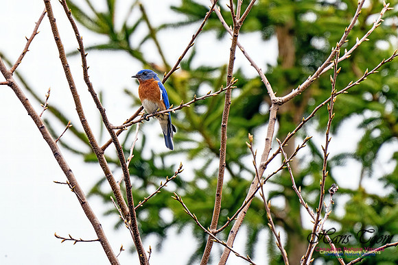 Eastern Bluebird 204