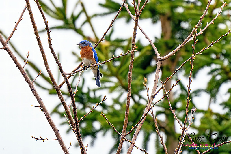 Eastern Bluebird 204