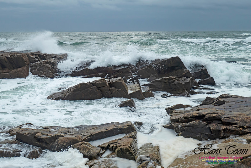 Blustery Morning at the Coastal Barrens 107