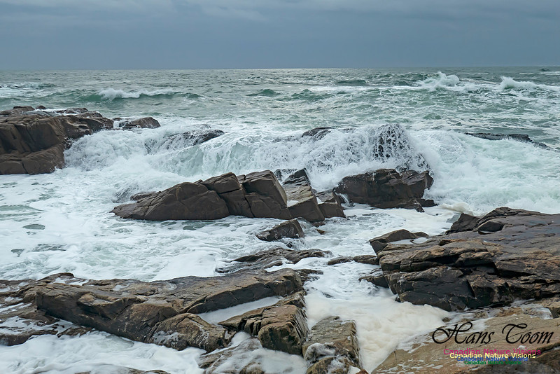 Blustery Morning at the Coastal Barrens 106