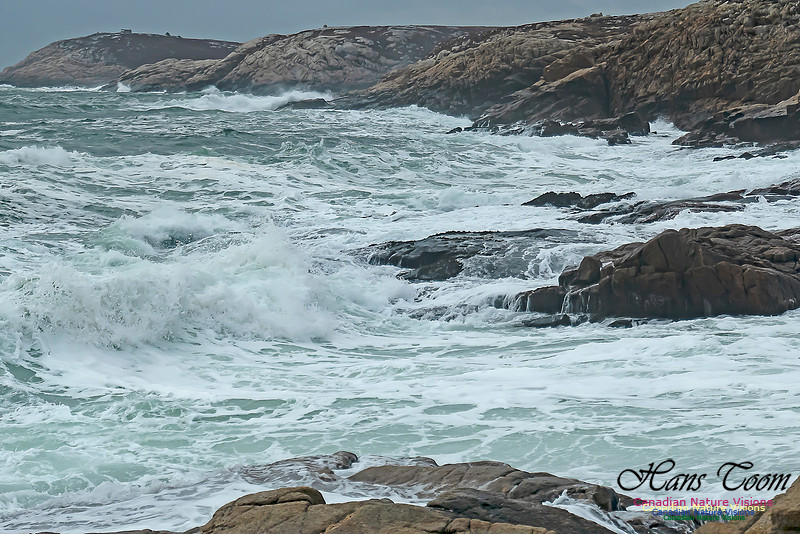Blustery Morning at the Coastal Barrens 109