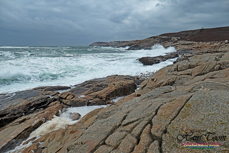 Blustery Morning at the Coastal Barrens 110