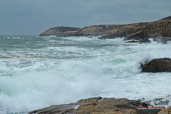 Blustery Morning at the Coastal Barrens 108
