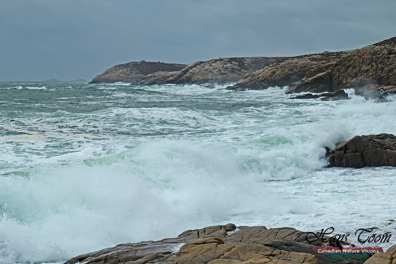 Blustery Morning at the Coastal Barrens 108