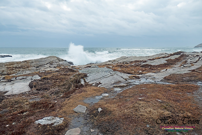 Blustery Morning at the Coastal Barrens 111