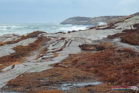 Blustery Morning at the Coastal Barrens 112