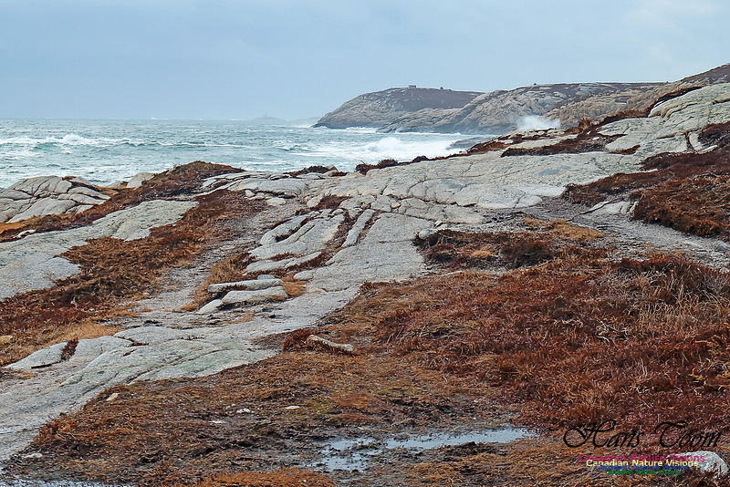 Blustery Morning at the Coastal Barrens 112