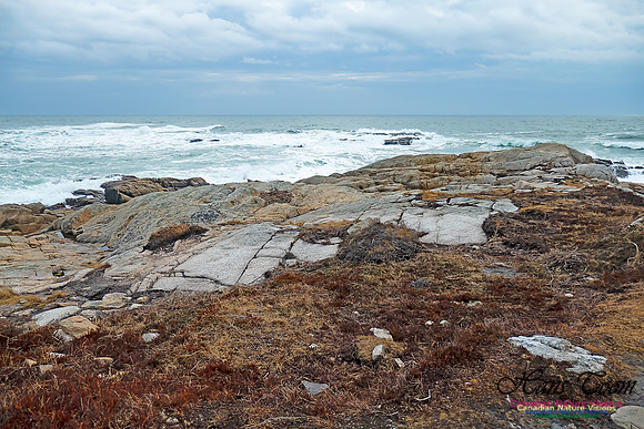 Blustery Morning at the Coastal Barrens 113