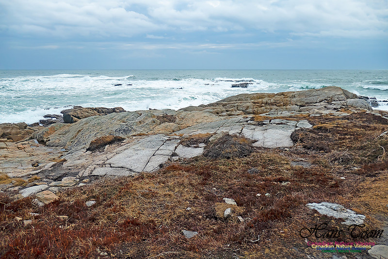 Blustery Morning at the Coastal Barrens 113