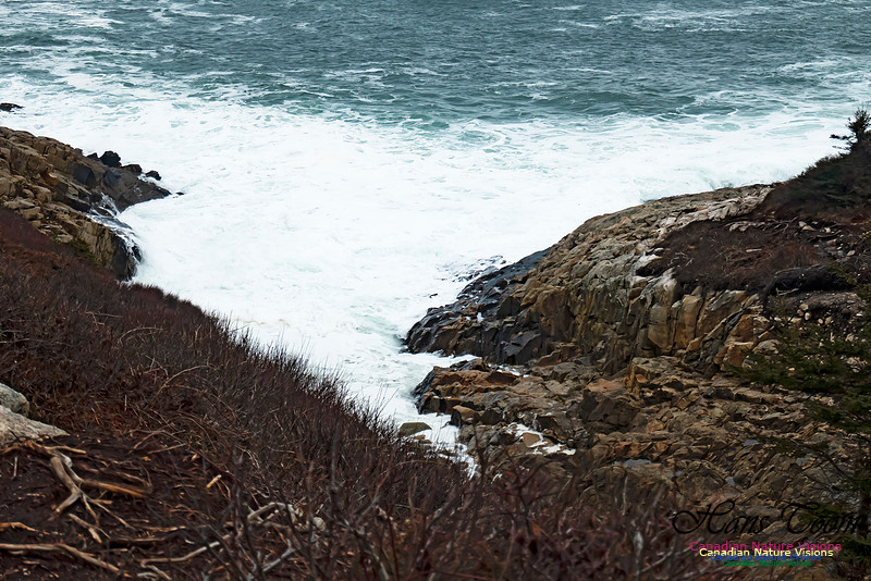 Blustery Morning at the Coastal Barrens 100