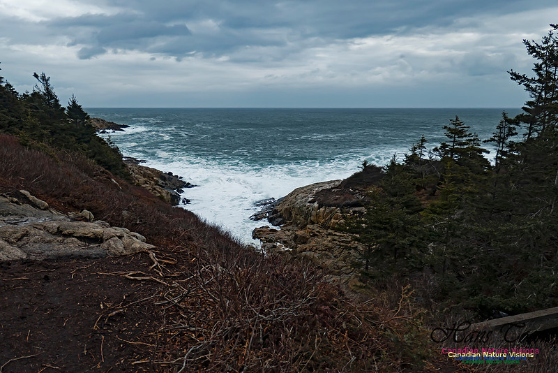 Blustery Morning at the Coastal Barrens 101