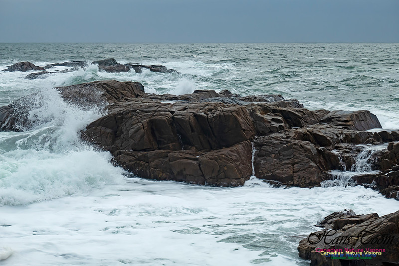 Blustery Morning at the Coastal Barrens 102