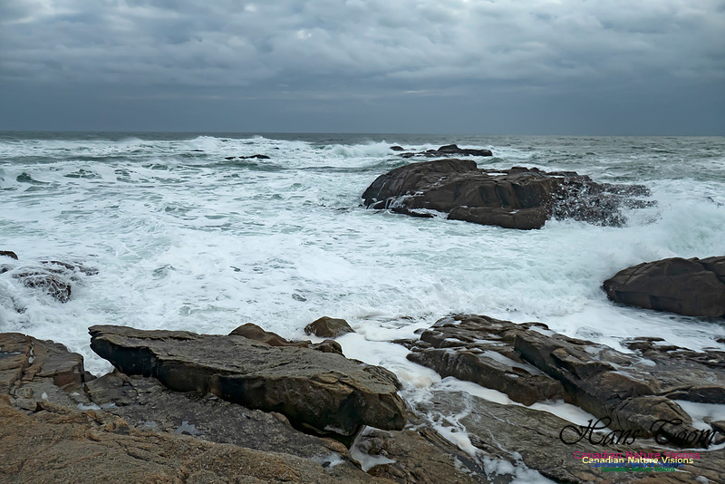 Blustery Morning at the Coastal Barrens 103