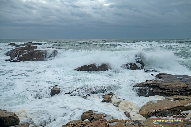 Blustery Morning at the Coastal Barrens 104