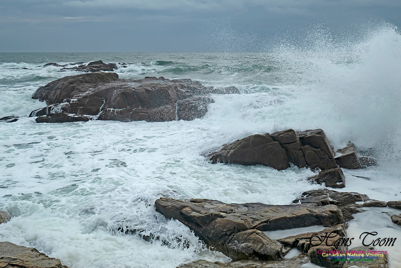 Blustery Morning at the Coastal Barrens 105
