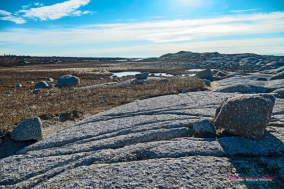 Sunny Morning on the Prospect Barrens 116