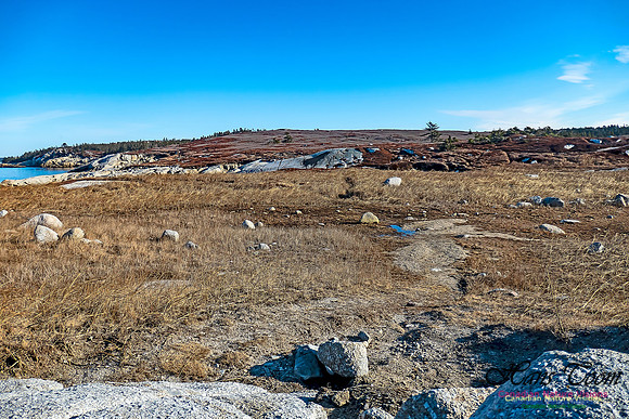 Sunny Morning on the Prospect Barrens 119