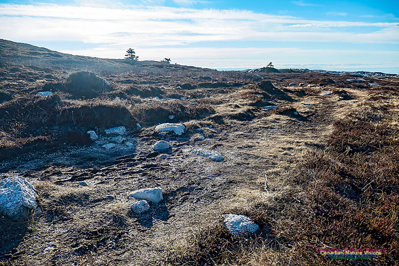 Sunny Morning on the Prospect Barrens 124