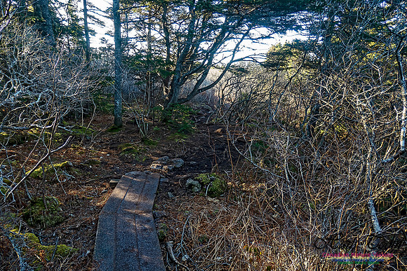 Sunny Morning on the Prospect Barrens 129