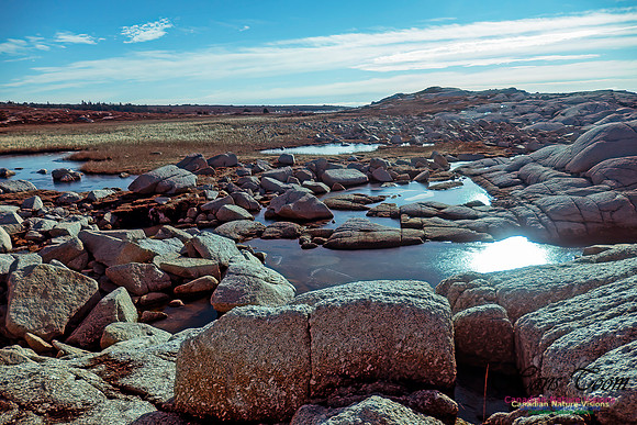 Sunny Morning on the Prospect Barrens 103