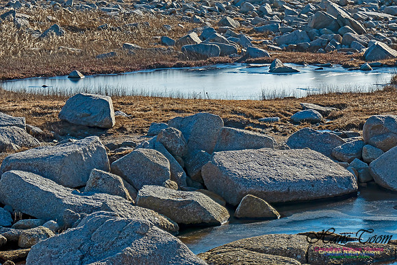 Sunny Morning on the Prospect Barrens 104