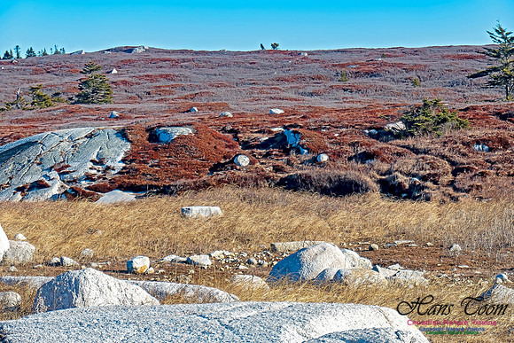 Sunny Morning on the Prospect Barrens 107