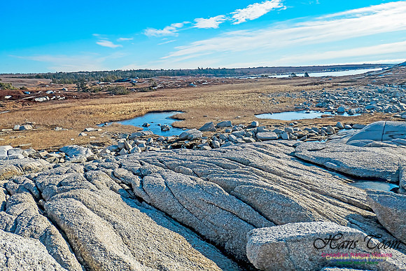 Sunny Morning on the Prospect Barrens 108