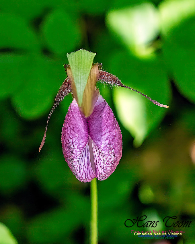 Pink Orchid Walk 113