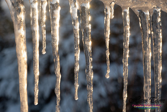 Roof Icicles on a Sunny Morning 103