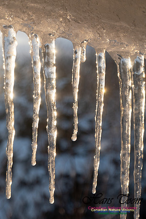 Roof Icicles on a Sunny Morning 104