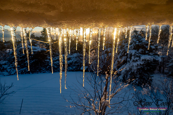 Roof Icicles on a Sunny Morning 106