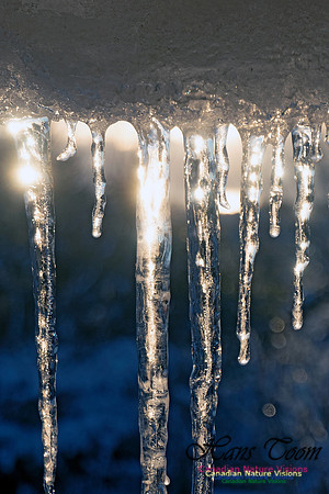 Roof Icicles on a Sunny Morning 105