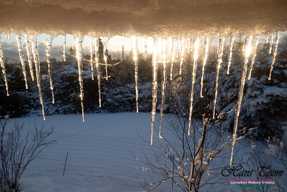 Roof Icicles on a Sunny Morning 108