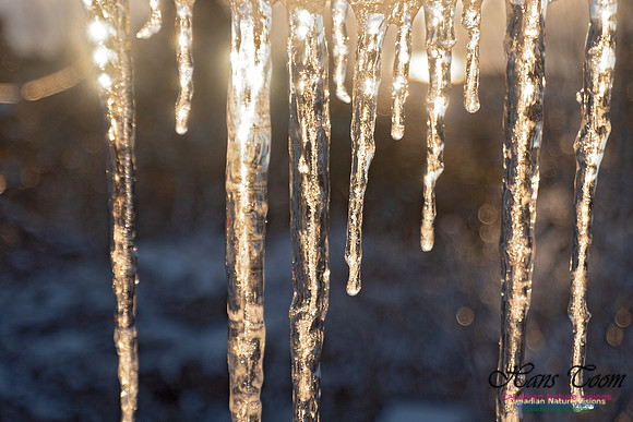 Roof Icicles on a Sunny Morning 109