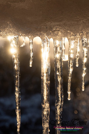 Roof Icicles on a Sunny Morning 110