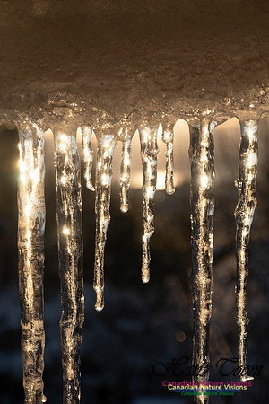 Roof Icicles on a Sunny Morning 111