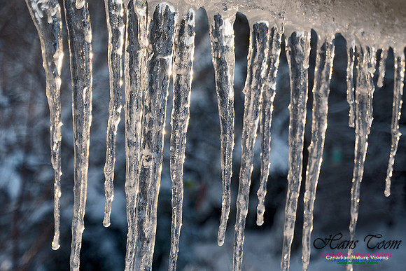 Roof Icicles on a Sunny Morning 100