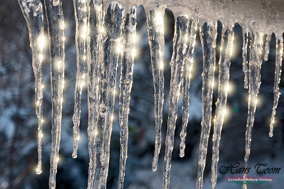 Roof Icicles on a Sunny Morning 101