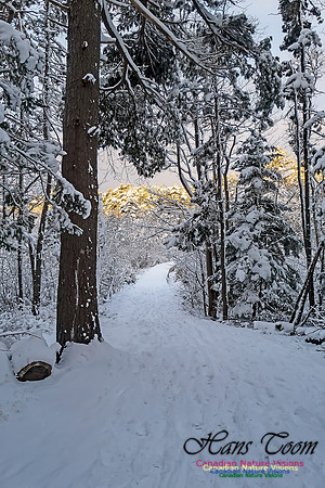 Snowy Secenes Early One Winter Morning 100