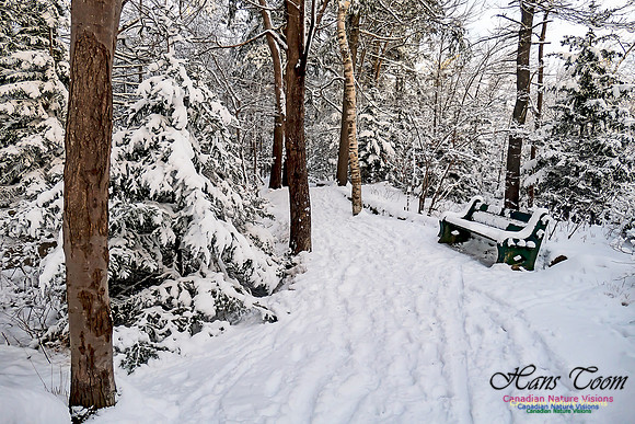 Snowy Secenes Early One Winter Morning 102