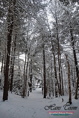 Snowy Secenes Early One Winter Morning 118