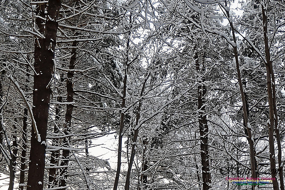 Snowy Secenes Early One Winter Morning 119