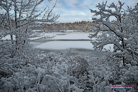 Snowy Secenes Early One Winter Morning 120
