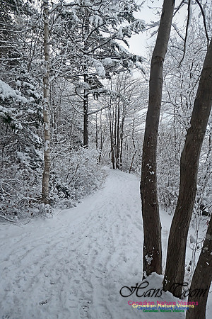 Snowy Secenes Early One Winter Morning 121